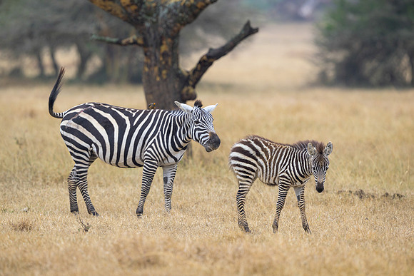 Zebras