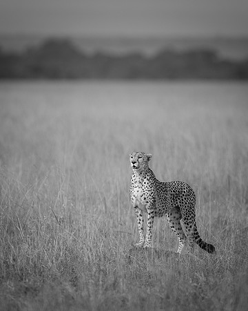 Cheetah