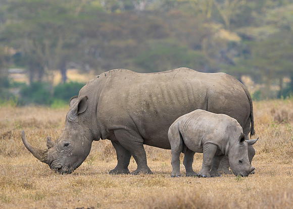 White Rhinoceroses