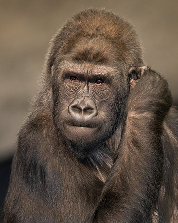 Female gorilla