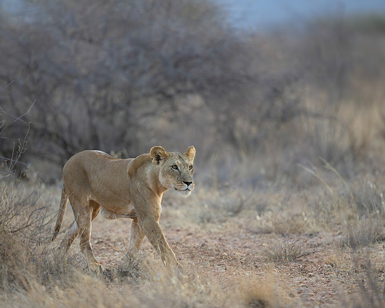 Lioness