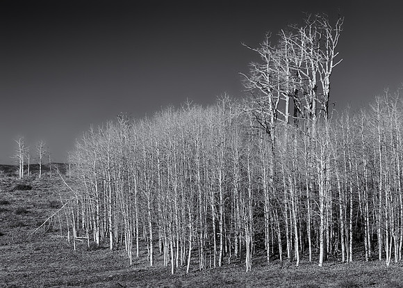 Bare aspens (B&W version)