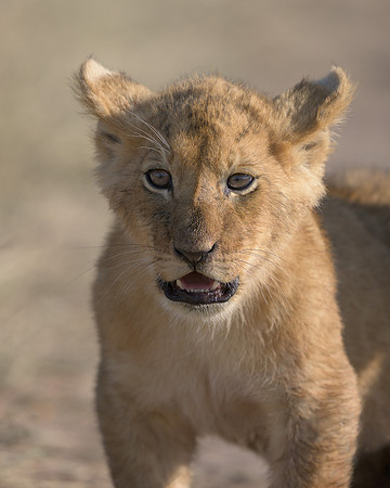 Lion Cub