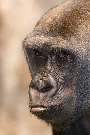 Gorilla portrait