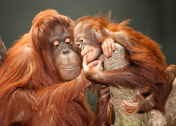 Orangutan mother and baby
