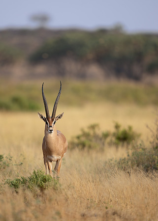 Grant’s Gazelle