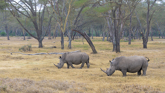 Two Rhinos