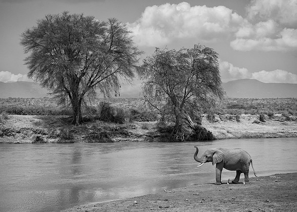 Elephant