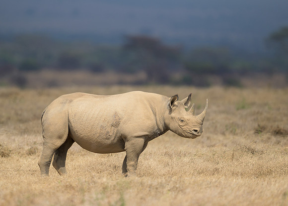 Black Rhinoceros