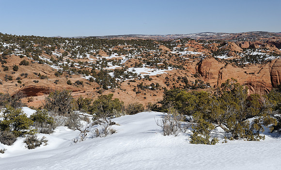 Pinyon pine forest