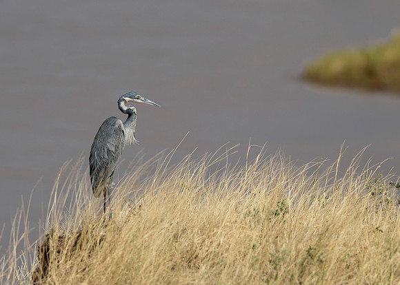 Black-headed Heron