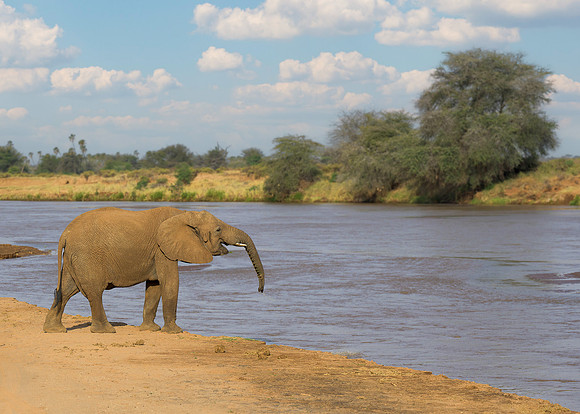Elelphant at River