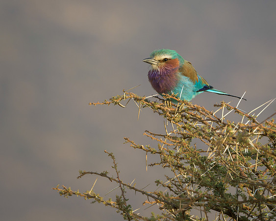 Lilac-Breasted Roller