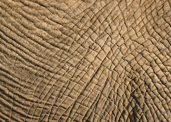 African Elephant Skin