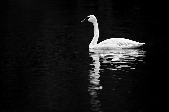 Evening swan