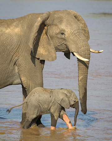African Elephants