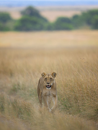 Lioness