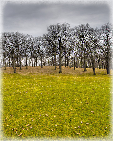 Oak tree grove