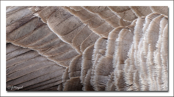 Goose feathers