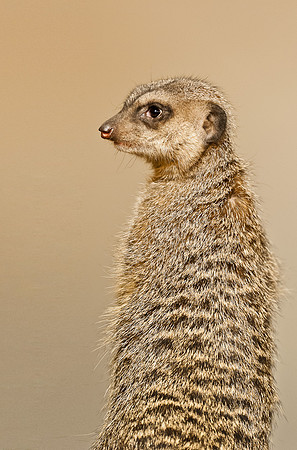Meerkat