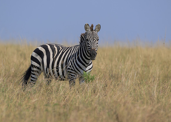 Zebra