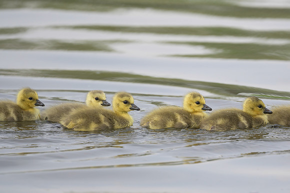 Gosling