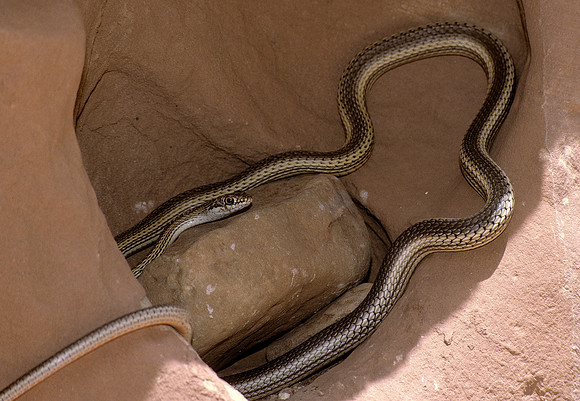 Snake