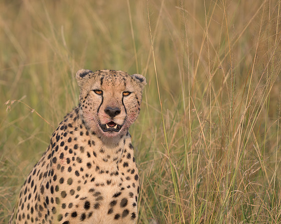 Cheetah