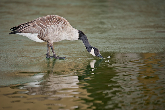 Canada goose