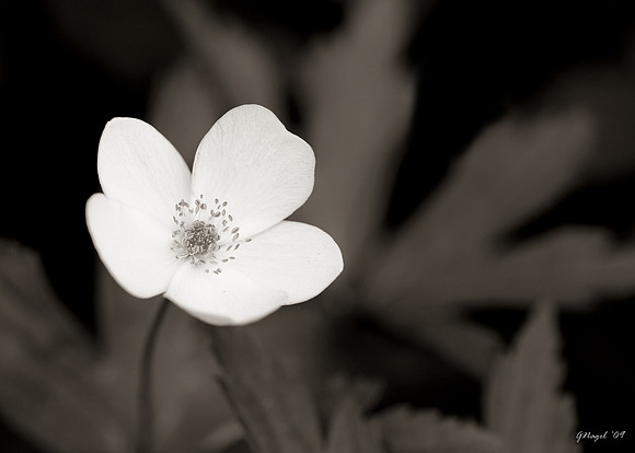 Flower in black & white