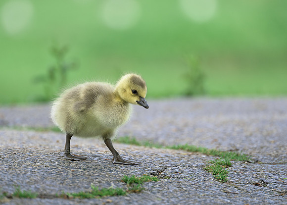 Gosling