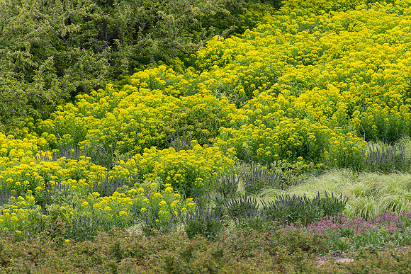 Yellow flowers