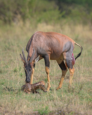 Topi with Calf