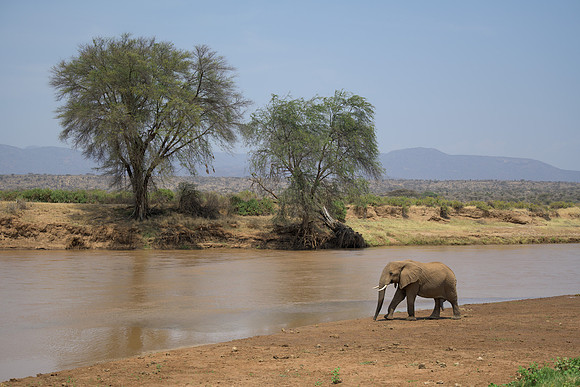 Elephant