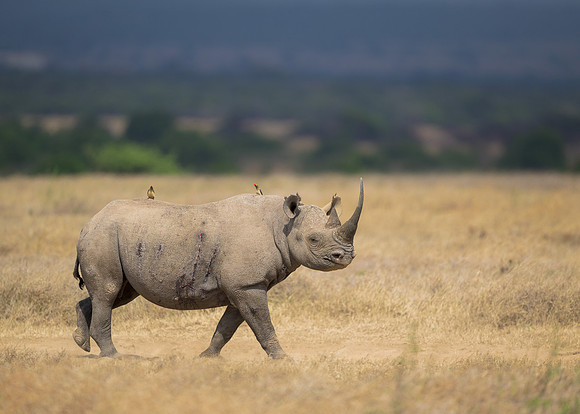 Black Rhinoceros