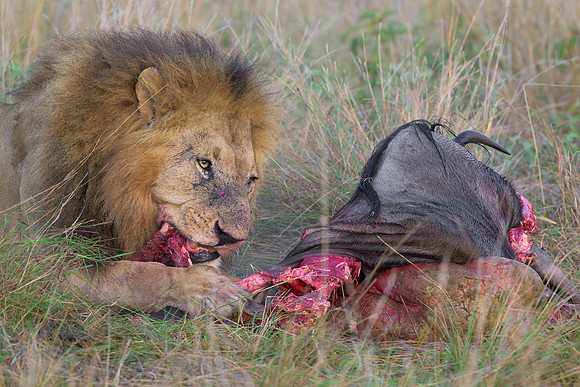 Lion with Kill