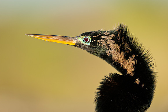 Anhinga