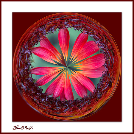 Colorful flower