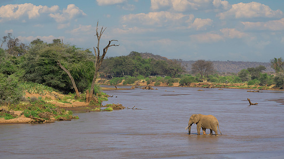 African Elephant