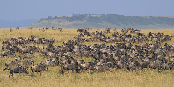Wildebeets
