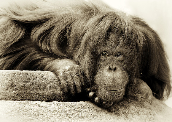 Orangutan