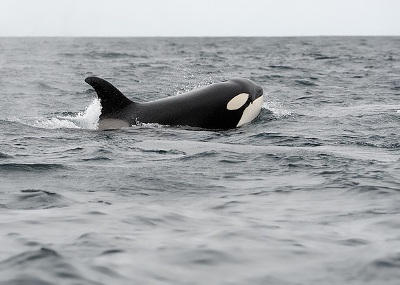 Orca whale