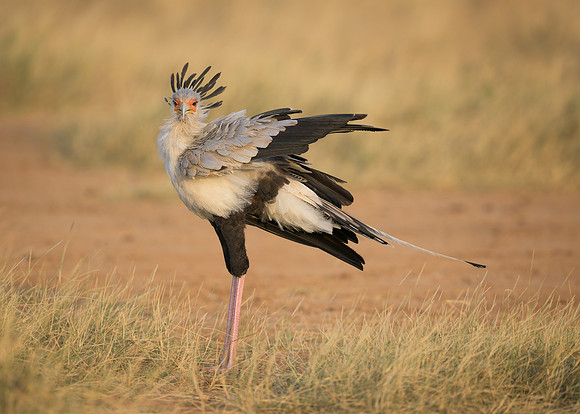 Secretarybird
