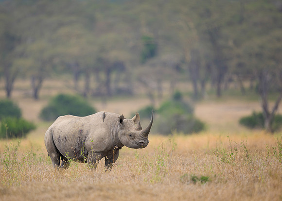 Black Rhinoceros
