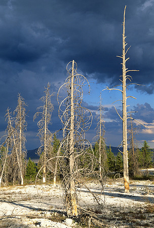 Bare pines