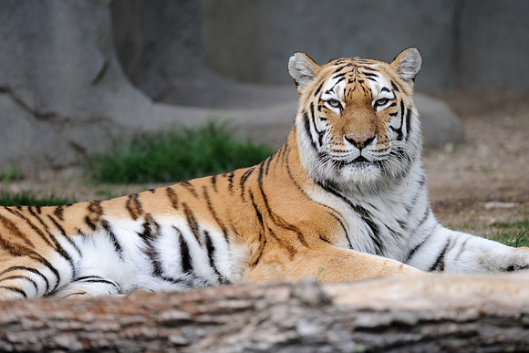 Amur tiger