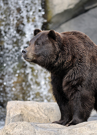 Grizzly bear
