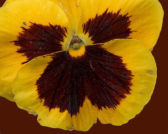 Yellow and brown pansy