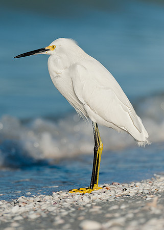 Snowy egret