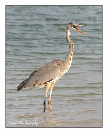 Smiling heron